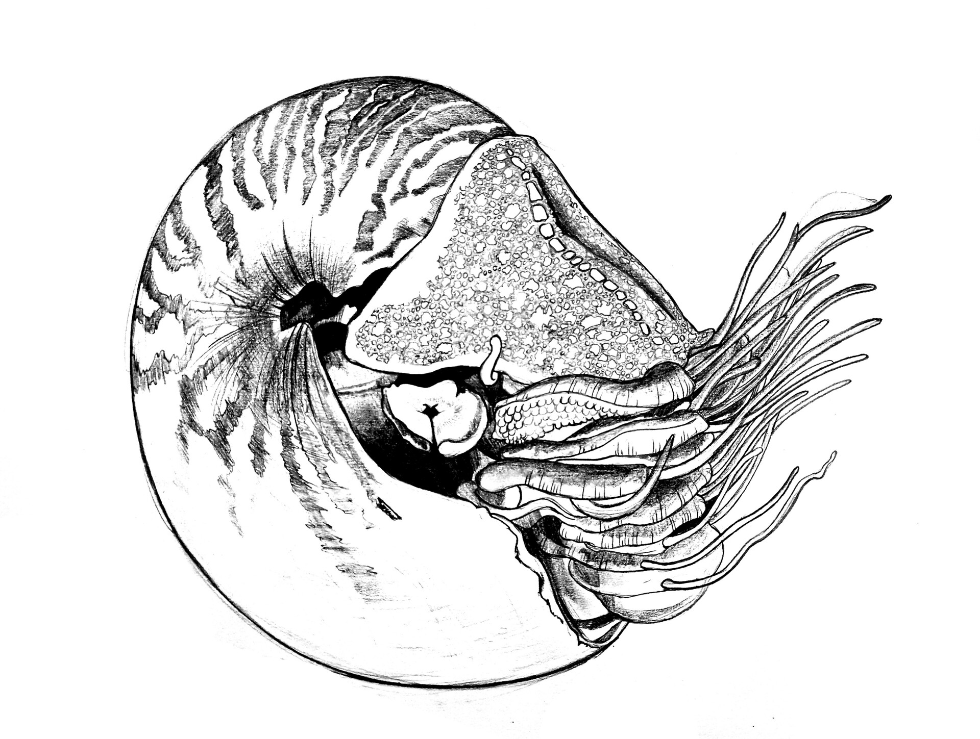 Artwork 17